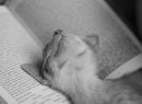 12 Reasons Why Cats Love Books