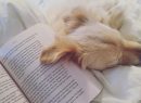 13 Reasons Why Dogs Love Books