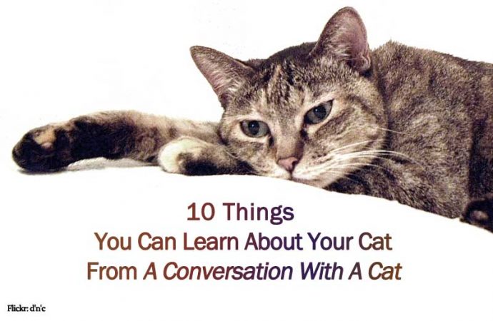 10 Things You Can Learn About Your Cat From A Conversation With A Cat