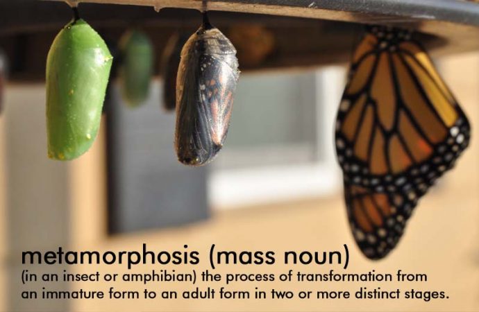 Stephen Spotte’s Scientific Word Of The Week: Metamorphosis