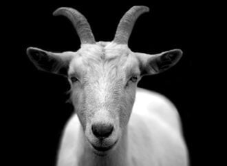 Top 10 Goats In Literature