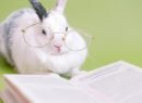 Celebrate The Year Of The Rabbit With These Rabbits From Literature